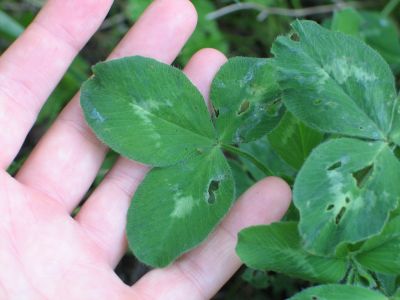 giant white clover 2